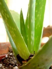 Health: Aloe vera heals wounds naturally Image